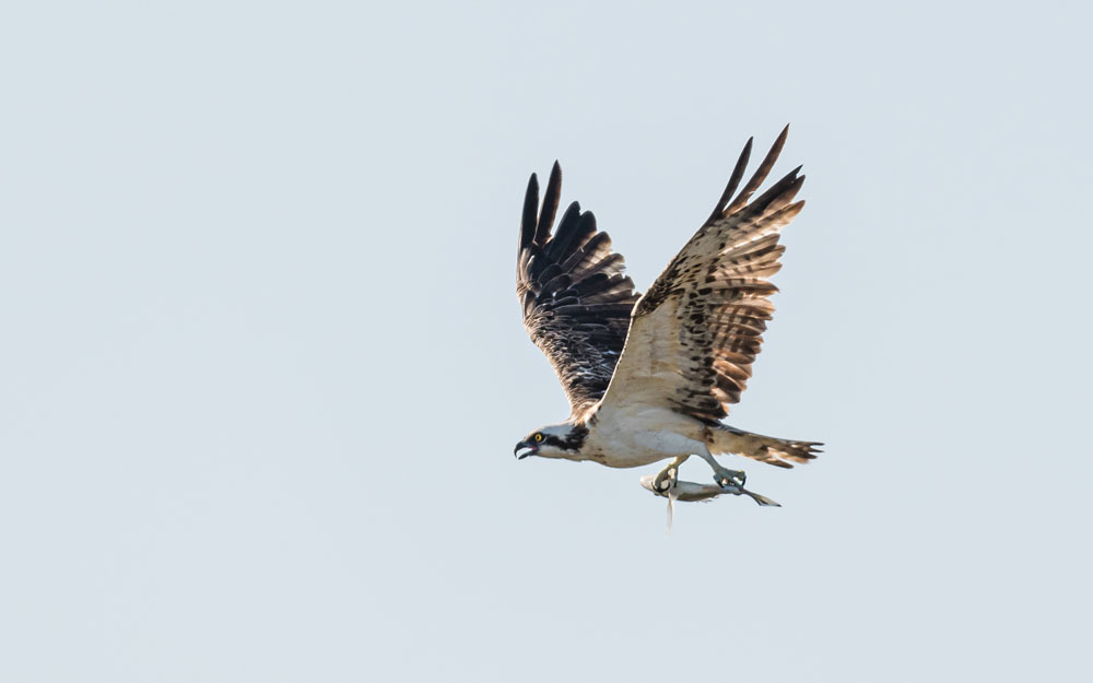 Osprey carrying a fish by Philip Croft