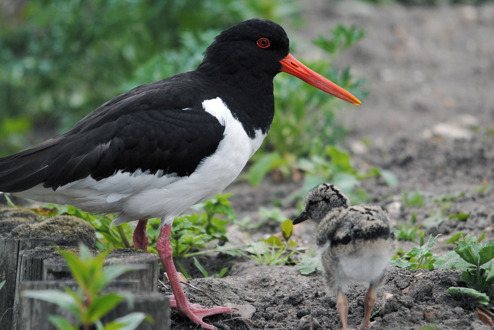 The Breeding Bird Survey has been instrumental in informing our understanding of wader population declines and conservation decision-making. Photo by Amy Lewis