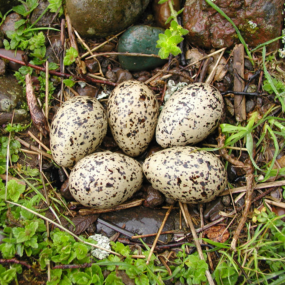Oystercatcher nest.