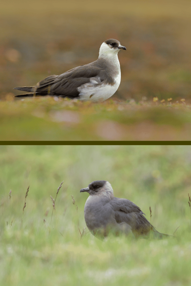 Two photographs of adult Arctic Skuas placed side-by-side for comparison. The bird in the top photograph is a dark morph, with dark brown plumage all over its body and wings., The bird in the bottom photograph is a pale morph, with a dark brown back, wings and crown, and cream-coloured neck, chest and belly. Both these morphs occur in the same Arctic Skua breeding colonies.