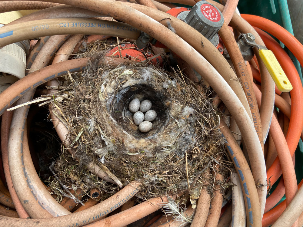 Pied Wagtail nest. 
