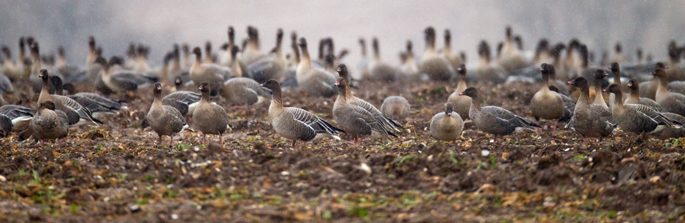Pink-footed Geese. Chris Knights / BTO