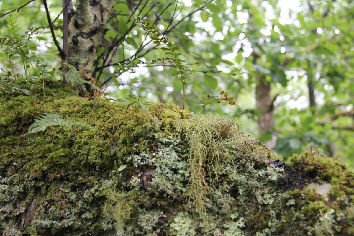 Feature image for the People's Plan for Nature blog showing moss and lichens in a woodland setting. Mike Toms / BTO