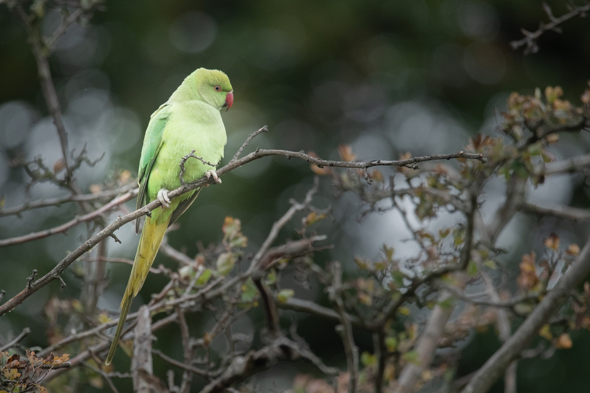 Ring-necked Parakeet, Sarah Kelman