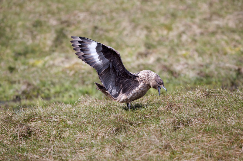 Great Skua, Edmund Fellowes