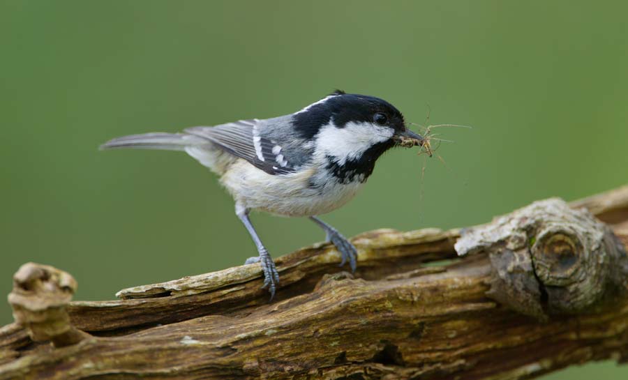 Coal Tit. Edmund Fellowes