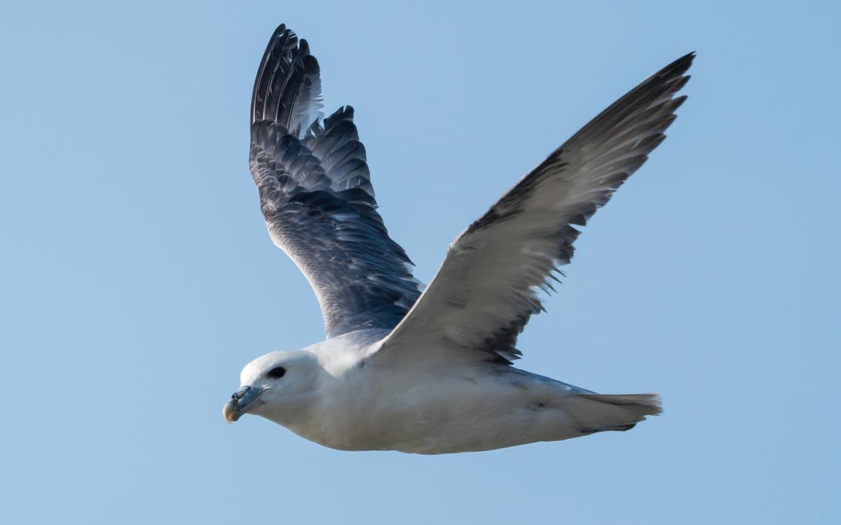 Fulmar. Philip Croft