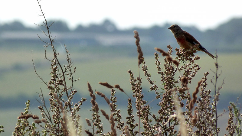 Linnet. Lucy Hulmes / BTO