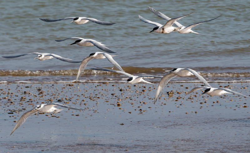 Sandwich Tern. Philip Croft / BTO