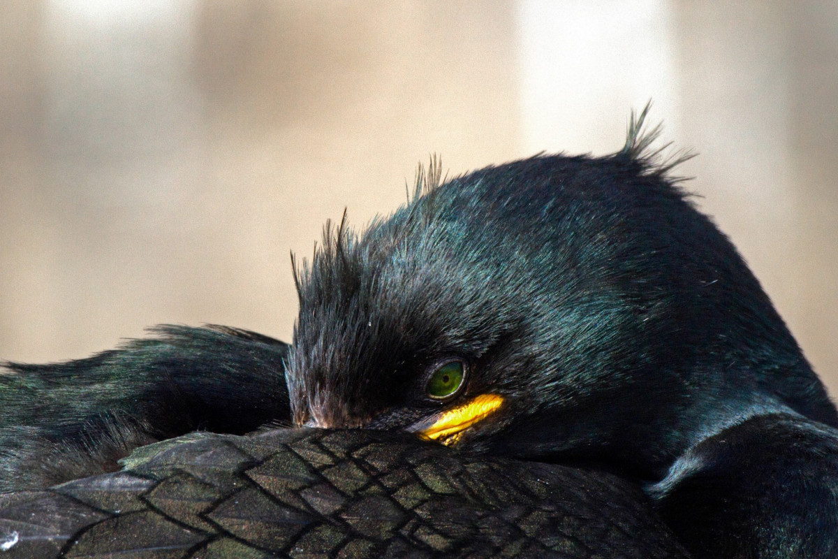 Shag. John Harding / BTO