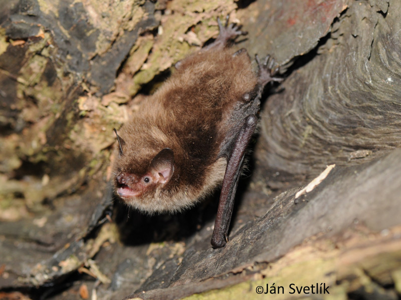 Whiskered Bat by Jan Svetlik