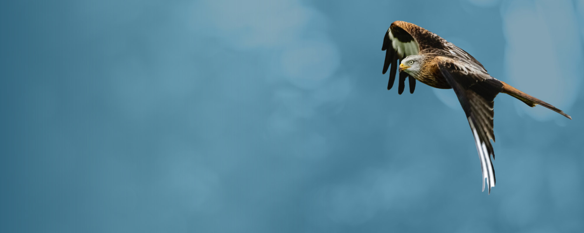 Red Kite, by Philip Croft / BTO