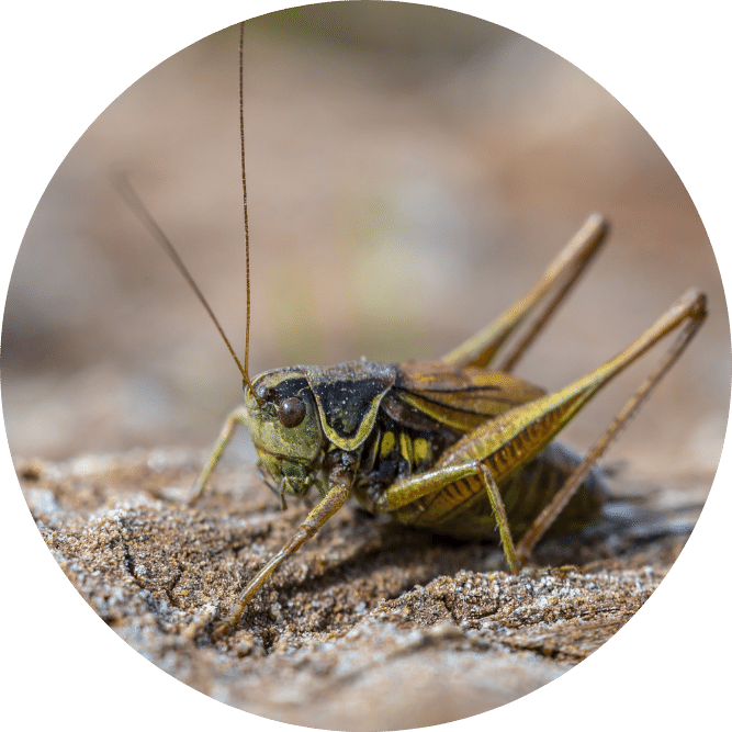 Roesel's Bush-cricket. Creative Nature