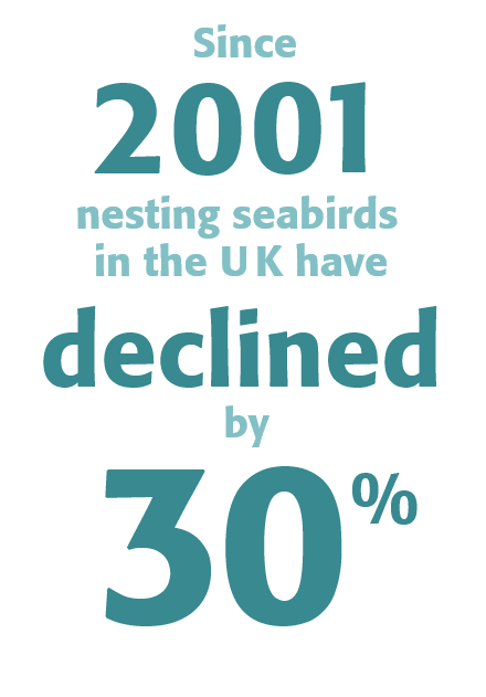 Since 2001 nesting seabirds in the UK have declined by 30%