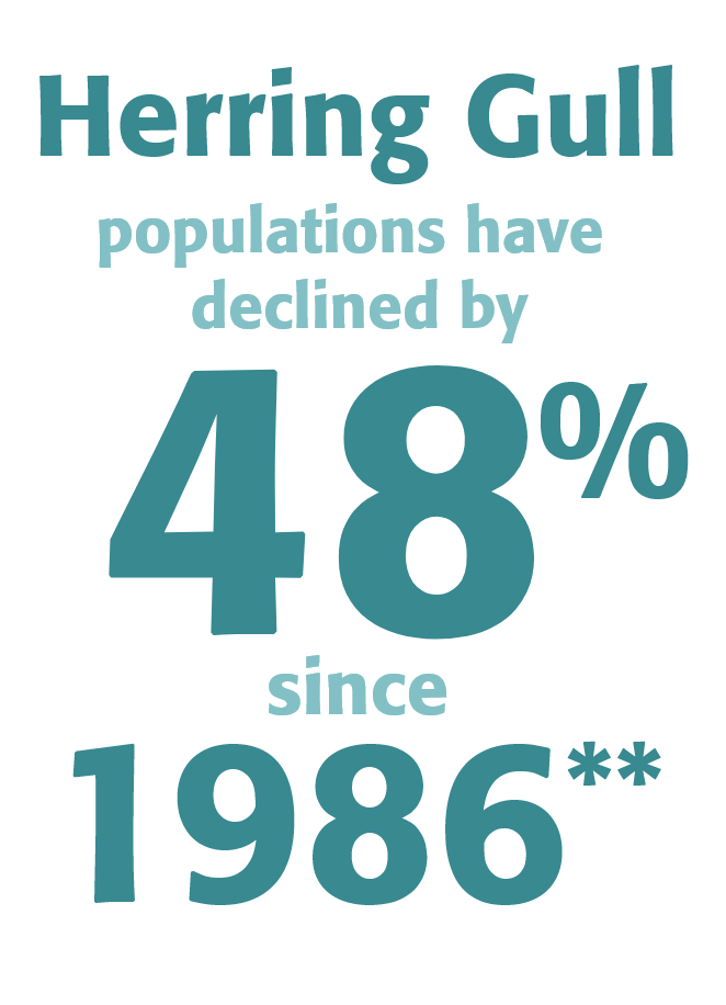 Herring Gull populations have declined by 48% since 1986