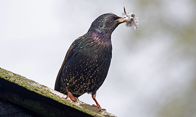 Starling. Photograph by John Harding