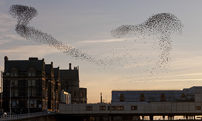 Starling murmuration. Photograph by Jeremy Moore