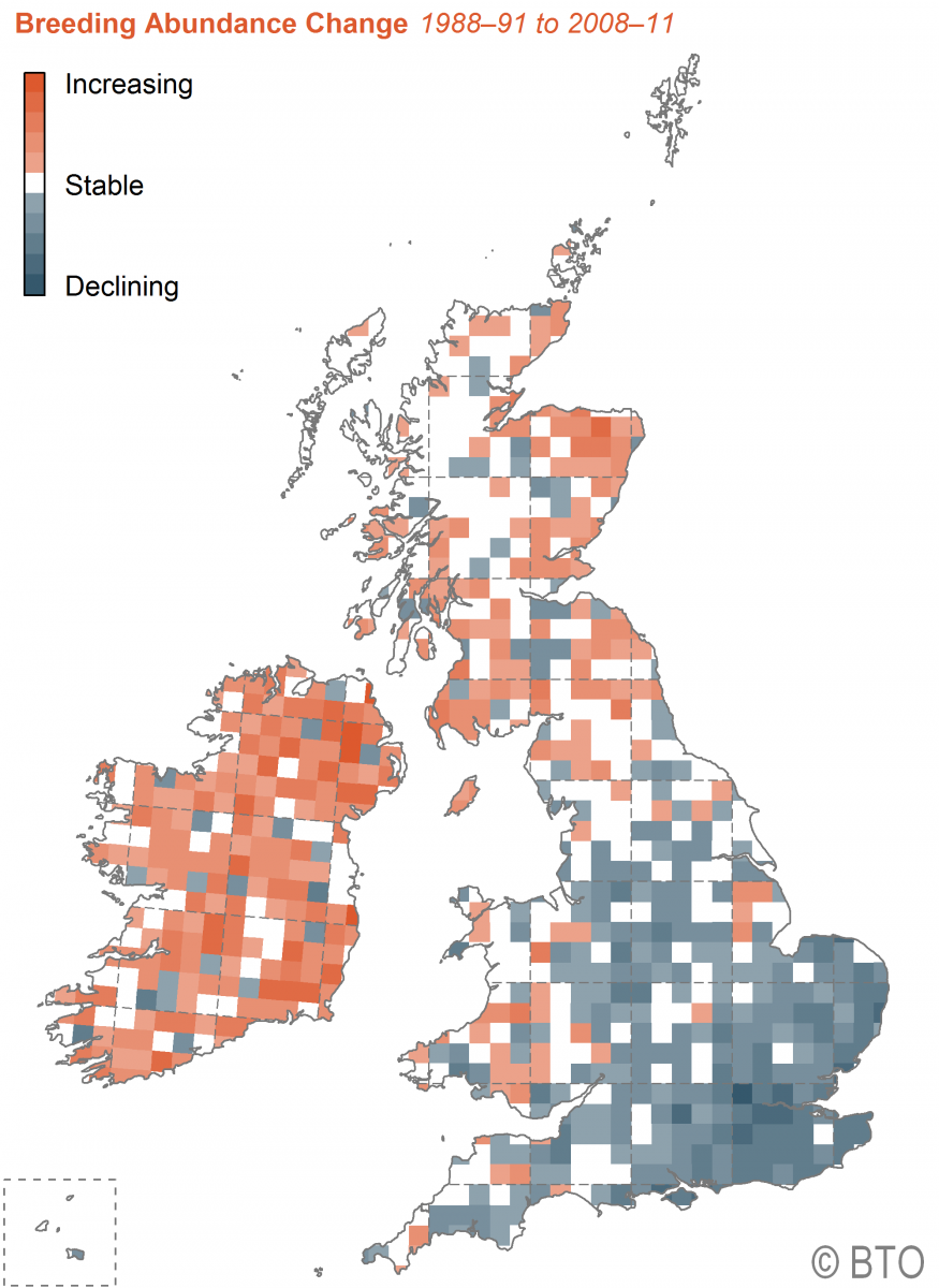 House Martin BTO British Trust for Ornithology