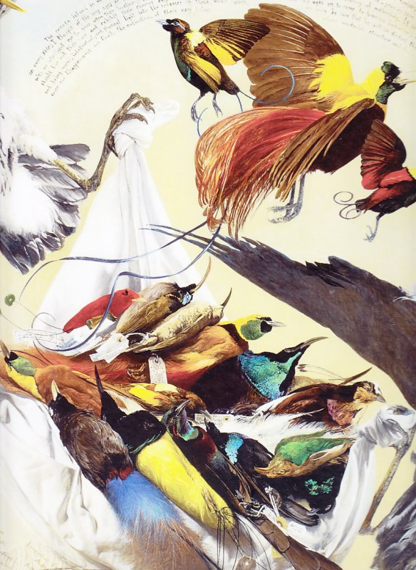 Drawn from Paradise: The Discovery , Art and Natural History of the Birds of Par