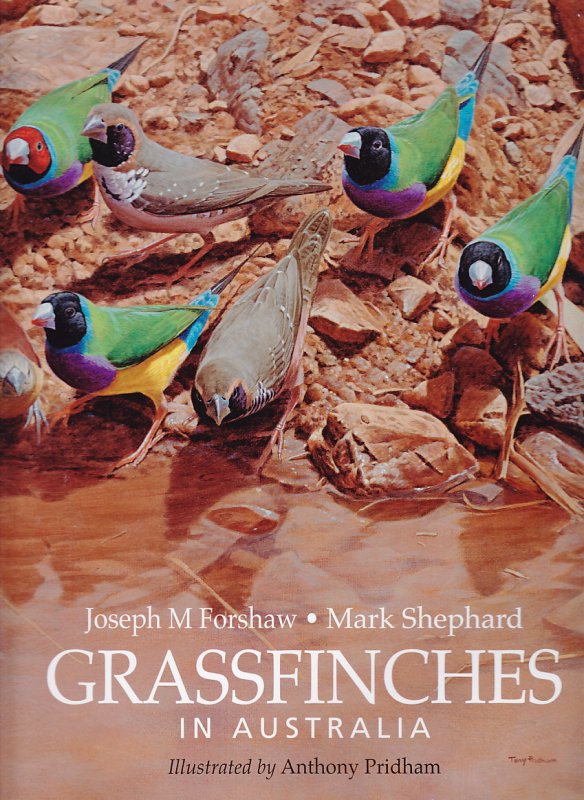 Grassfinches in Australia