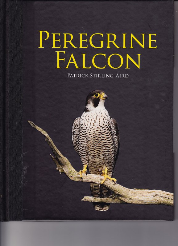 Peregrine Falcon