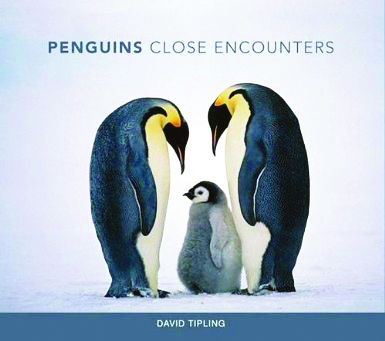 Penguins: close encounters