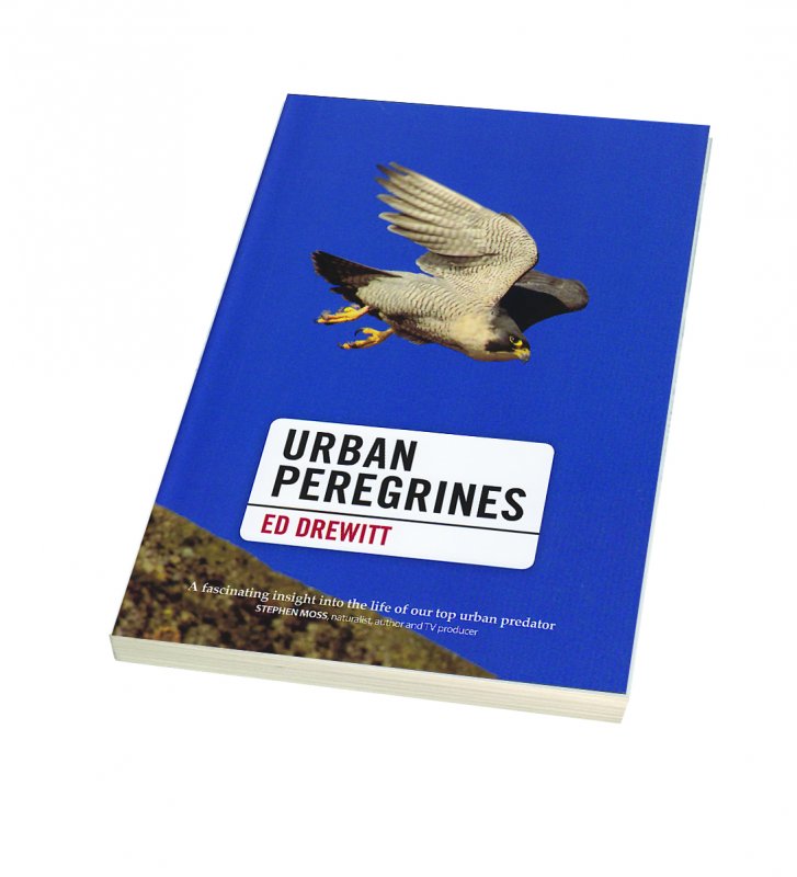 Urban Peregrines 