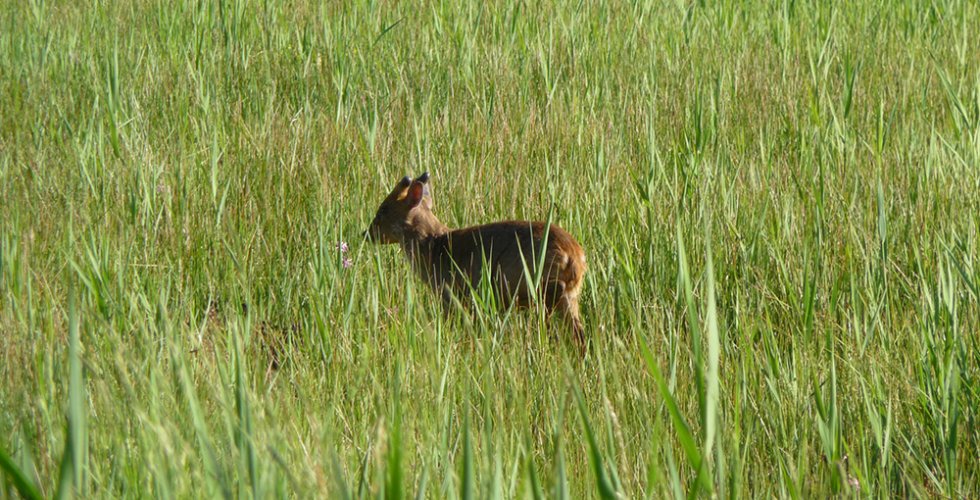 Muntjac. Photography by Dawn Balmer