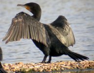 Cormorant with wings out to dry bu Don Wooldridge