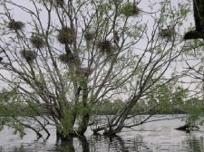 Cormorant nests in a tree by Mark Collier