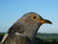 Chris the satellite tagged Cuckoo