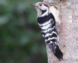 Lesser Spotted Woodpecker by John Bowers