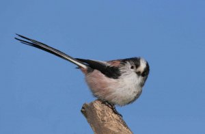 Long-tailed Tit, by Jill Pakenham