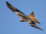 Red Kite by Amy Lewis