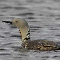 Red-throated Diver. Photograph by Edmund Fellowes