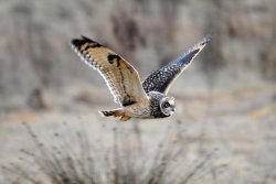 Short-eared Owl by Amy Lewis