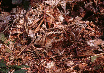 Woodcock. Photograph by George H Higginbotham