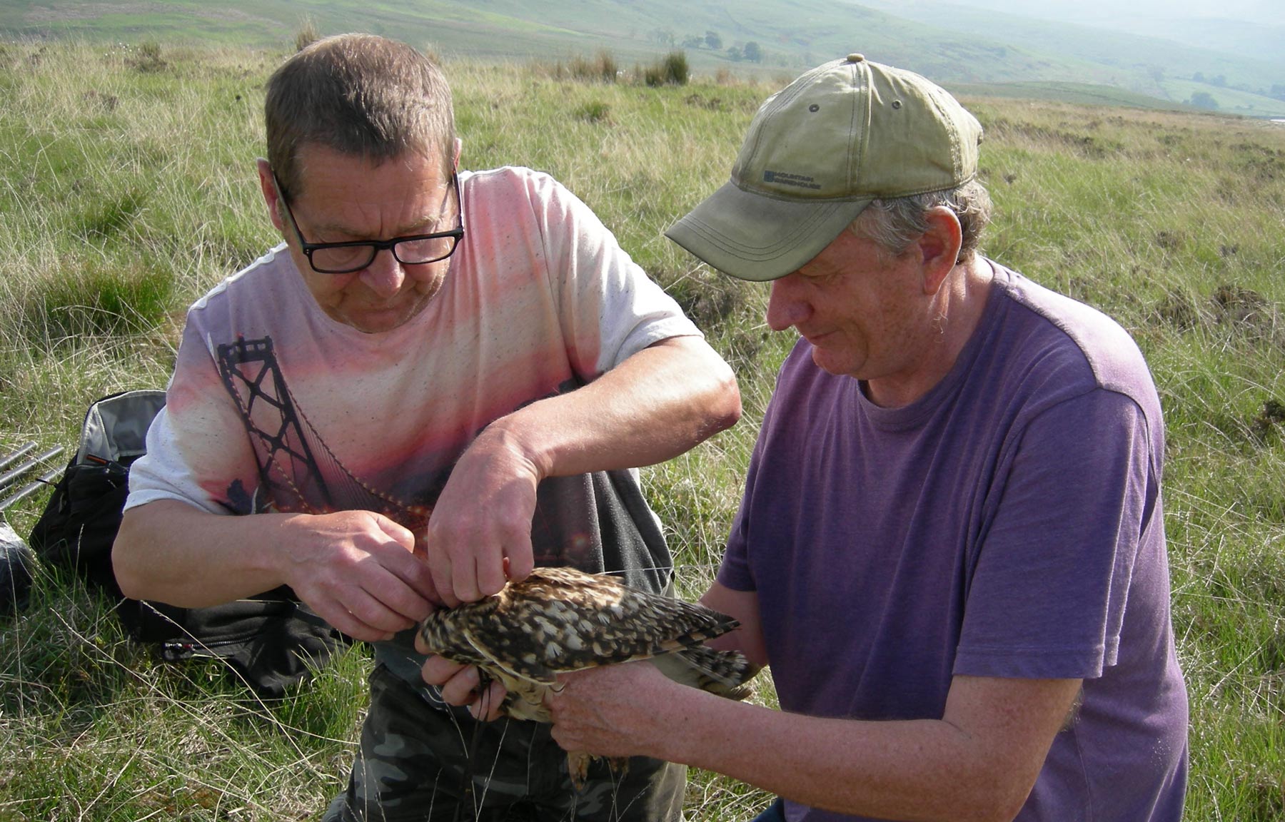 Short-eared Owl tagging. Chris Wernham