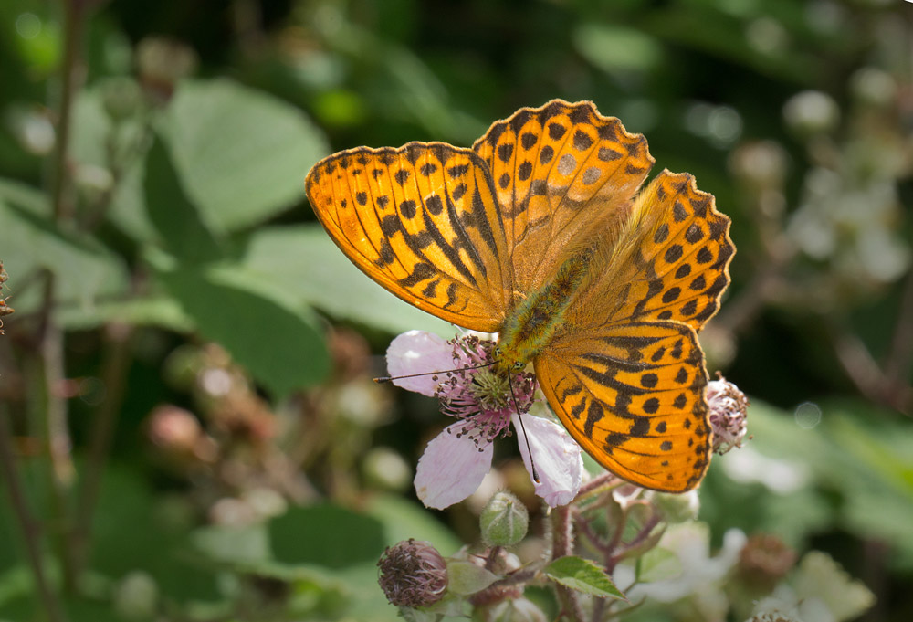 Silver-washed Fritillary. Liz Cutting / BTO