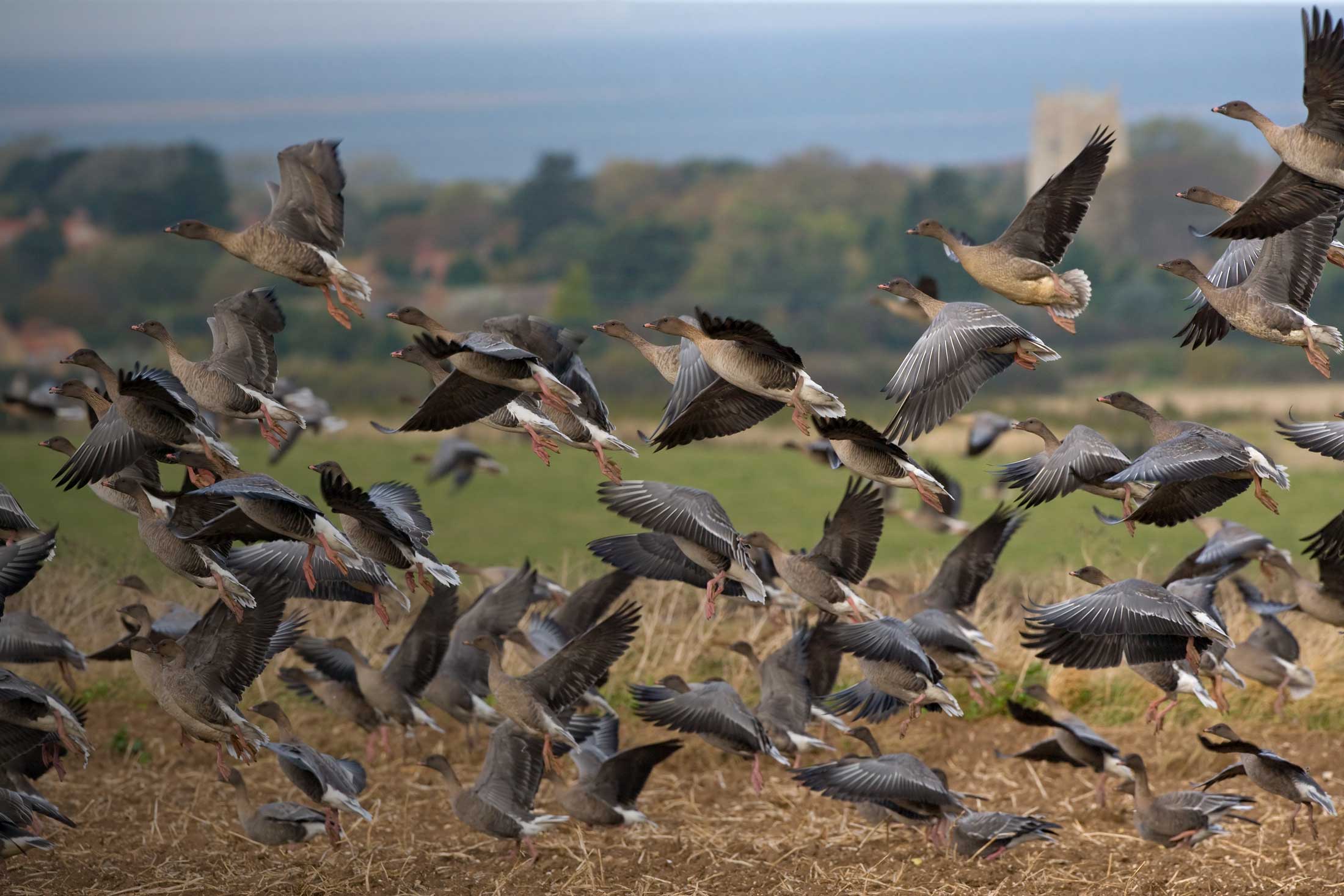 Pink-footed Goose. Chris Knights