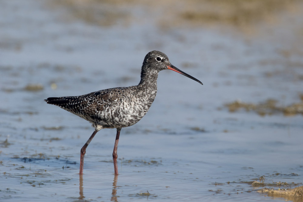 Spotted Redshank. 
