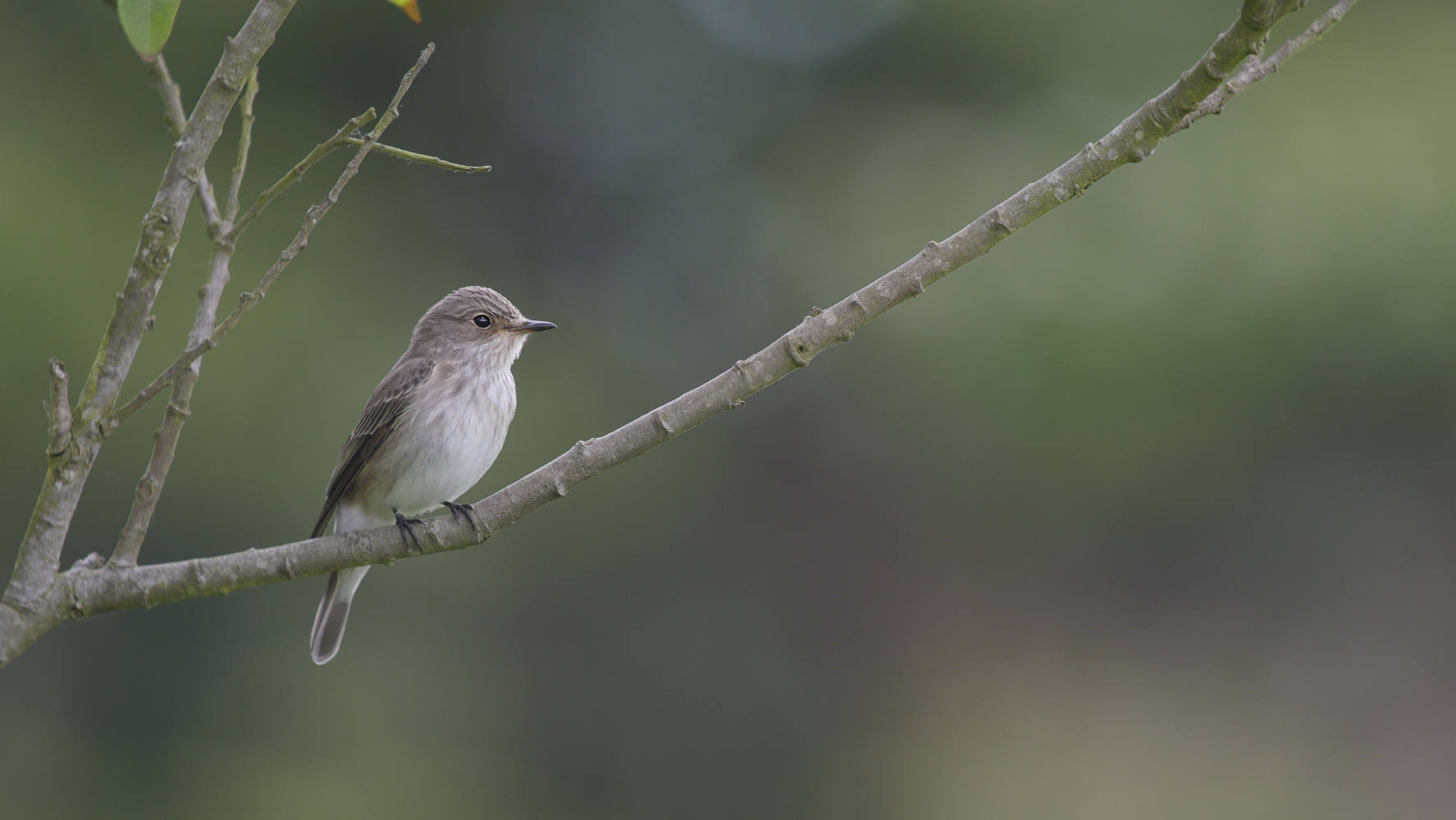 spotted_flycatcher_4.jpg