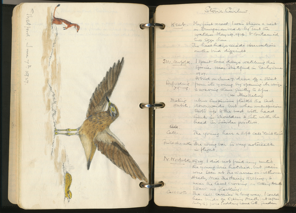 Stone-curlew. Extract from R. M. Garnett's Diary