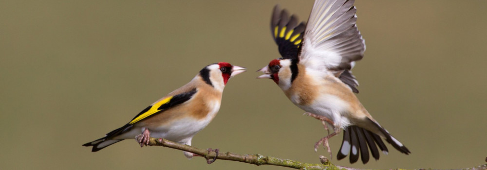 Goldfinch. Photograph by Edmund Fellowes