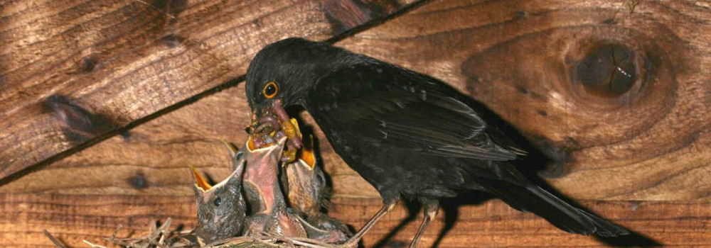 Blackbird & pulli, photograph by Jill Pakenham