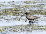 Spotted Redshank by John Harding