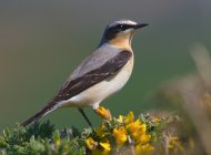 Wheatear by Vic Froome/BTO