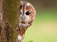 Tawny Owl by Howard Stockdale