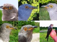 Cuckoo montage 2017