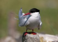 Arctic Tern by Andy Mason